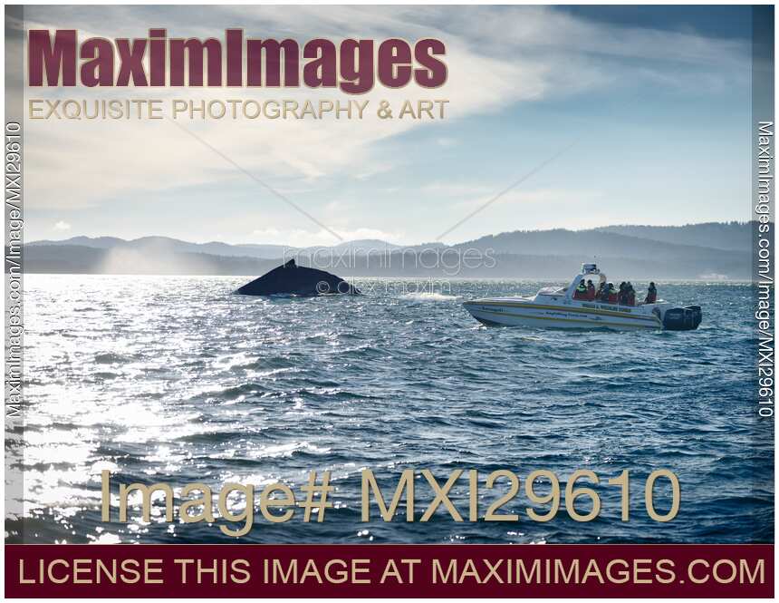 People on a whale watching tour boat following a humpback whale in BC Canada