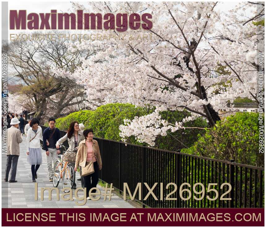 People on streets of Kyoto during cherry blossom