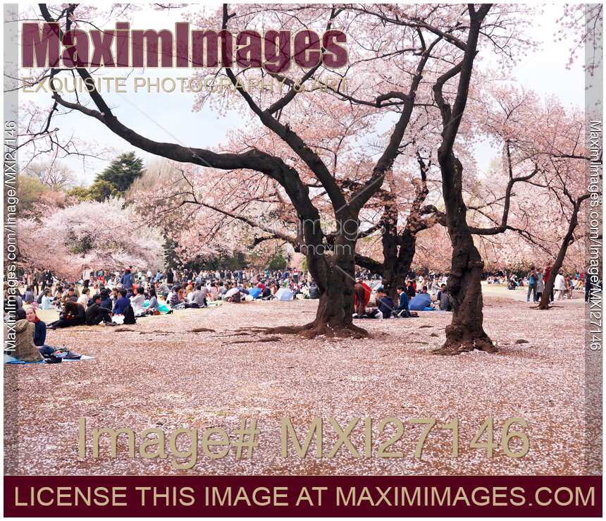 People resting in Gyoen National Garden during cherry blossom