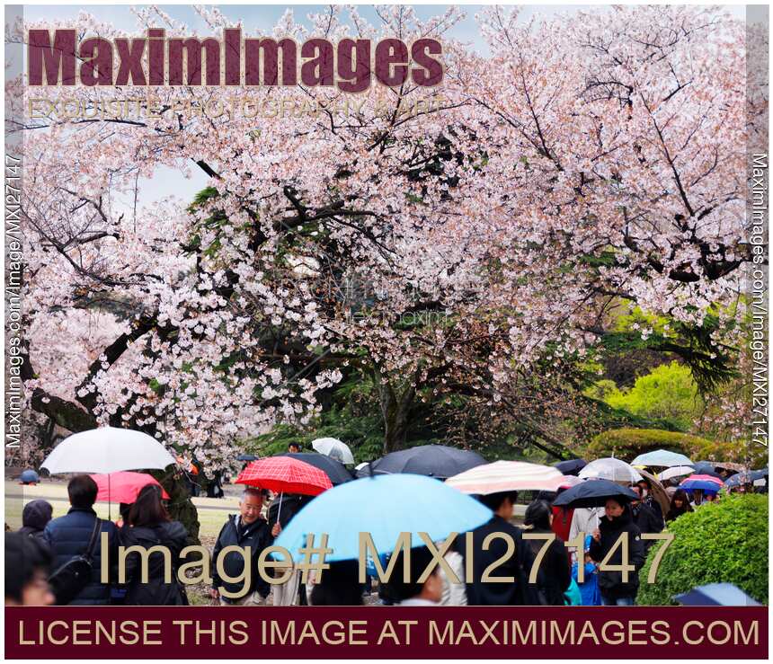 People with umbrellas in park in Tokyo during cherry blossom
