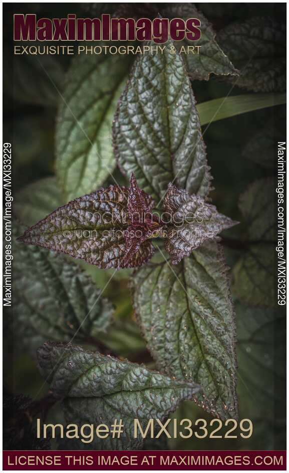 Peppermint plant artistic moody closeup of green mint leaves