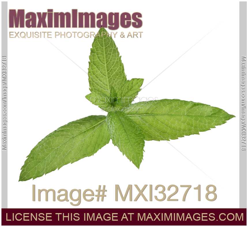 Peppermint plant closeup of green mint leaves on white background