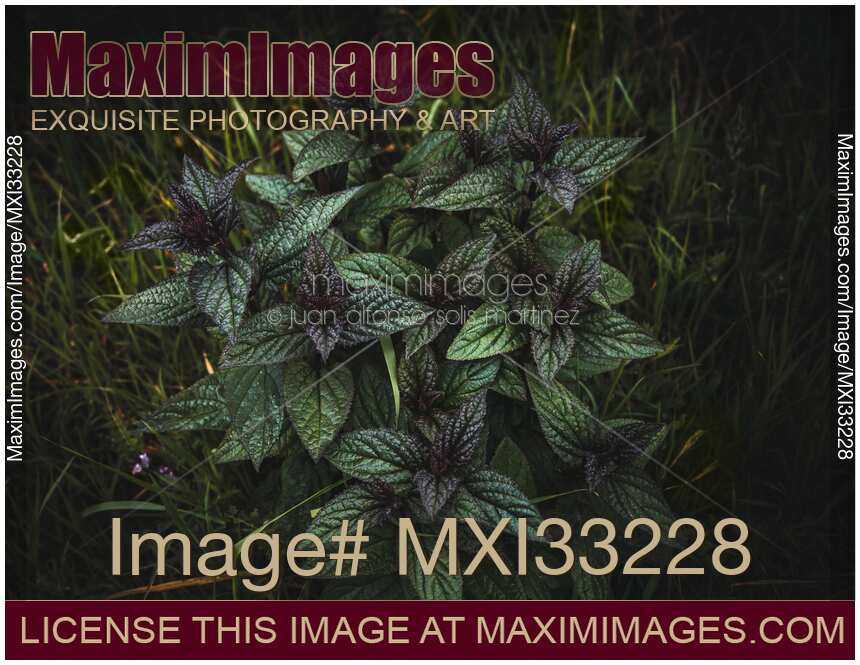 Peppermint plant. Dramatic nature closeup still life of dark green mint leaves.