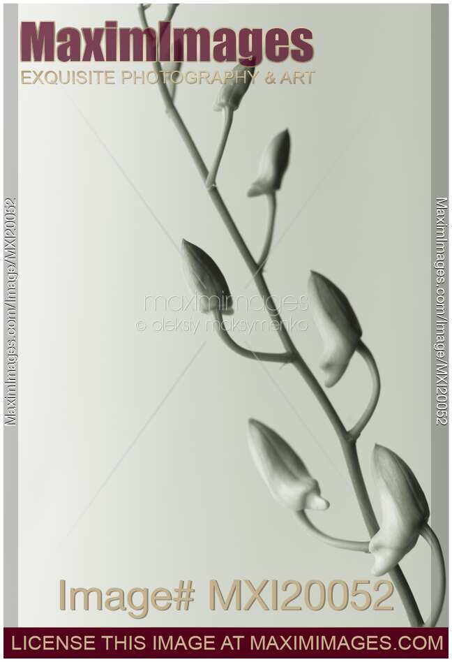 Phalaenopsis Flower Buds