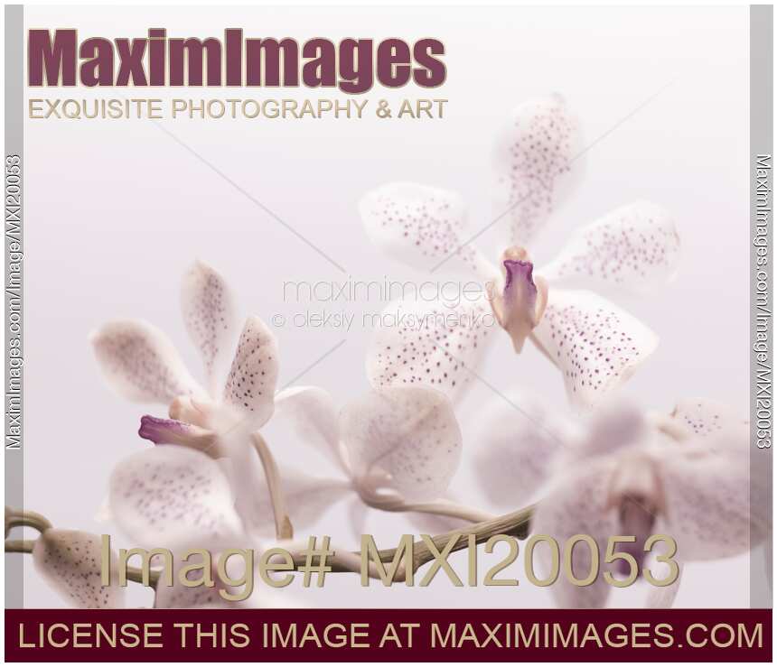 Phalaenopsis Flowers