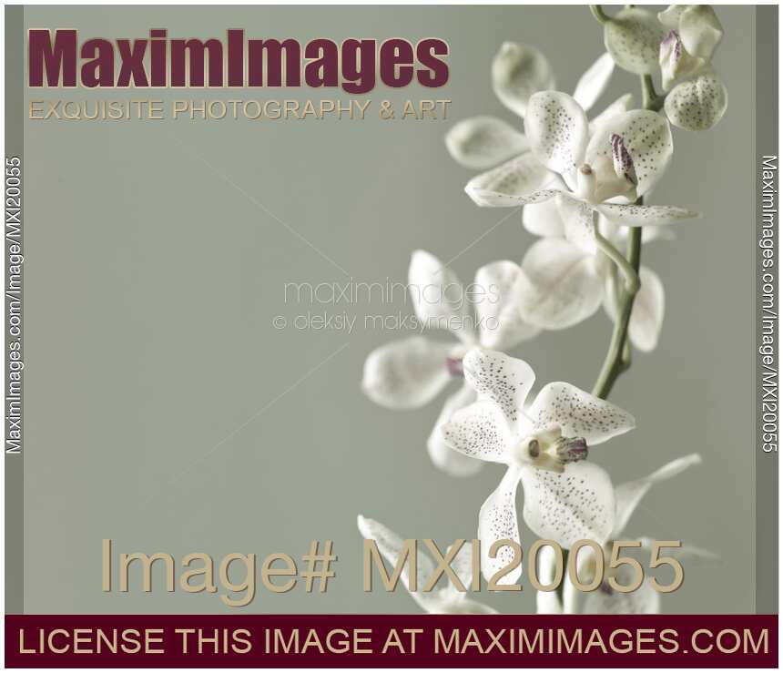 Phalaenopsis Flowers
