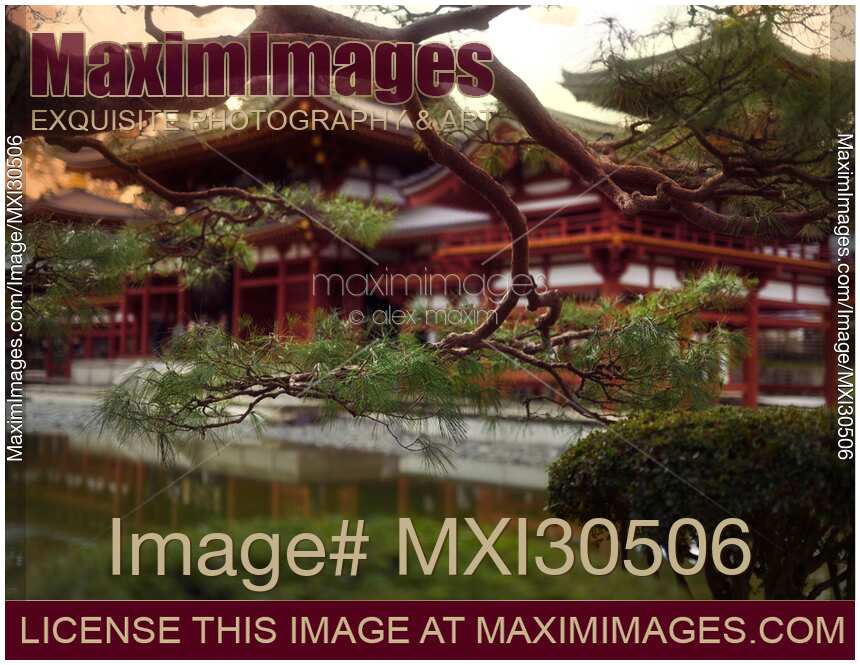 Phoenix Hall of Byodo-in temple in sunrise behind pine tree branches Byodoin Uji Japan
