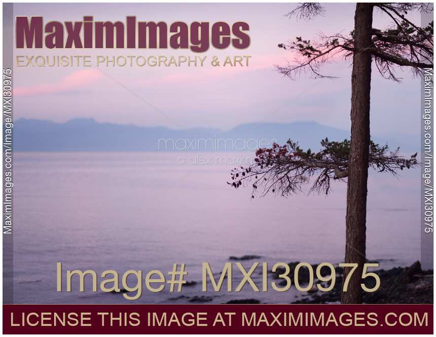 Pine tree silhouette over misty pink sunset sky with mountains in the background Vancouver Island