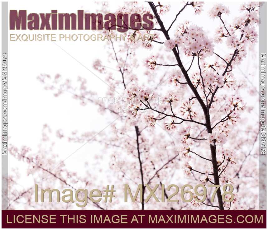 Pink cherry tree blossom artistic closeup