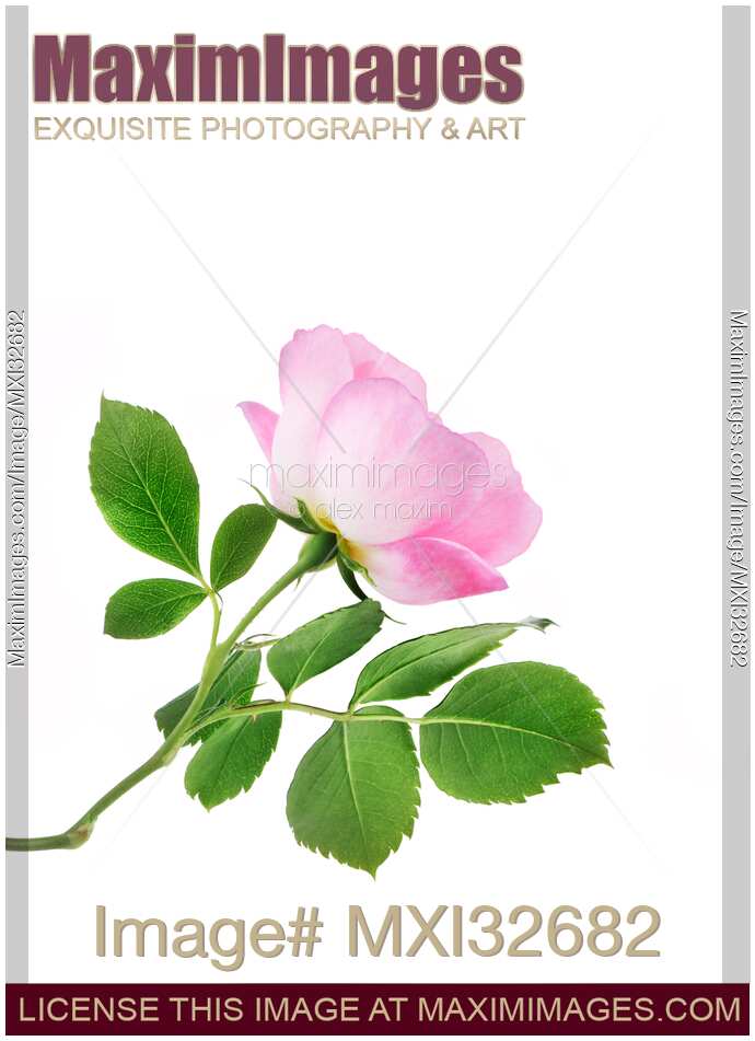 Pink Damask Rose flower side view on branch with green leaves isolated on white