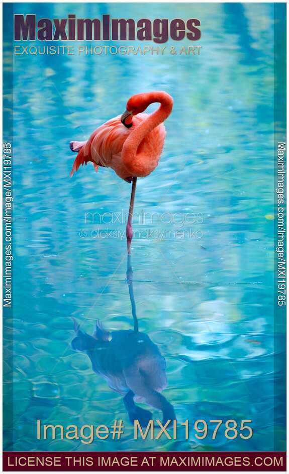 Pink Flamingo