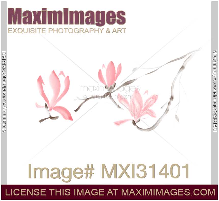 Pink Magnolia blossoms branch with three flowers Japanese Zen Sumi-e design
