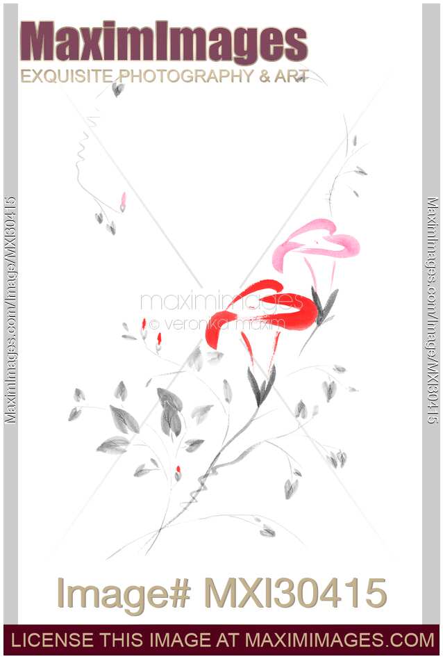 Pink Morning Glory flowers Sumi-e illustration artistic design on white background