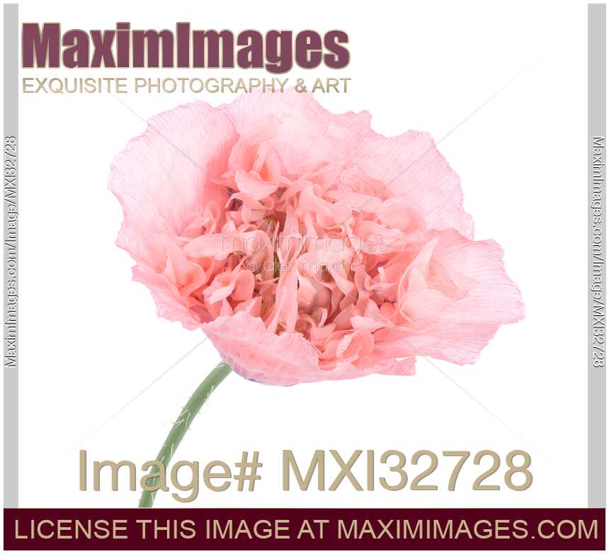 Pink Peony Poppy closeup of flower with light pink petals front view isolated on white
