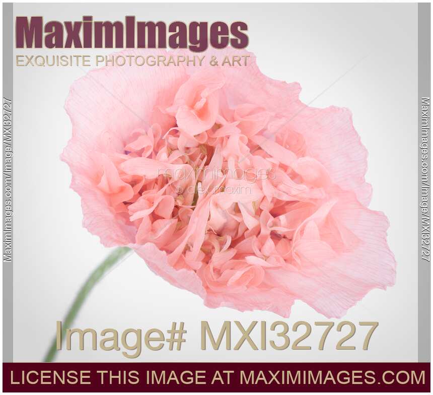 Pink Peony Poppy flower closeup of petals Papaver somniferum on light gray