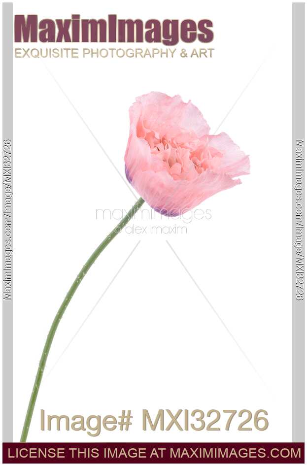 Pink Peony Poppy flower on a stem Papaver somniferum isolated closeup on white background