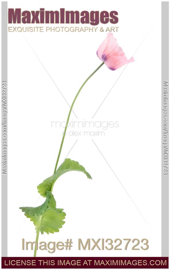Pink Peony Poppy flower on a stem with green leaves Papaver somniferum isolated on white