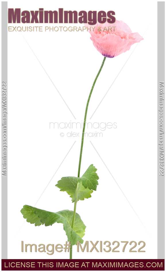 Pink Poppy flower on a stem with green leaves Papaver somniferum Peony Poppy on white background