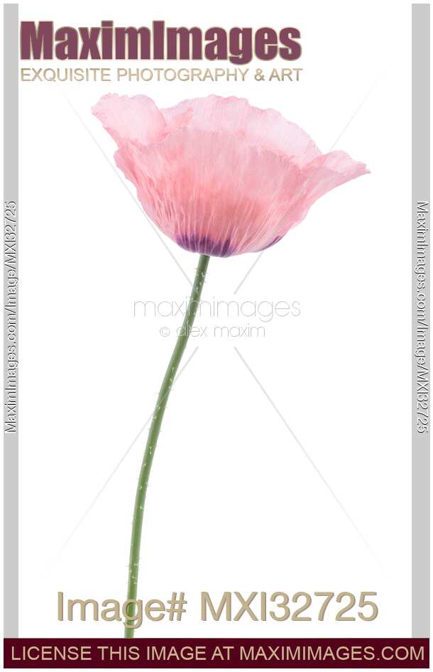 Pink Poppy flower side view close-up Papaver somniferum isolated on white background