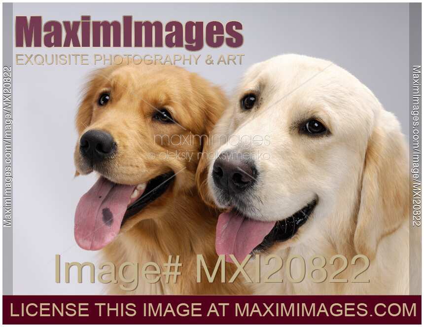 Portrait of Two Golden Retrievers