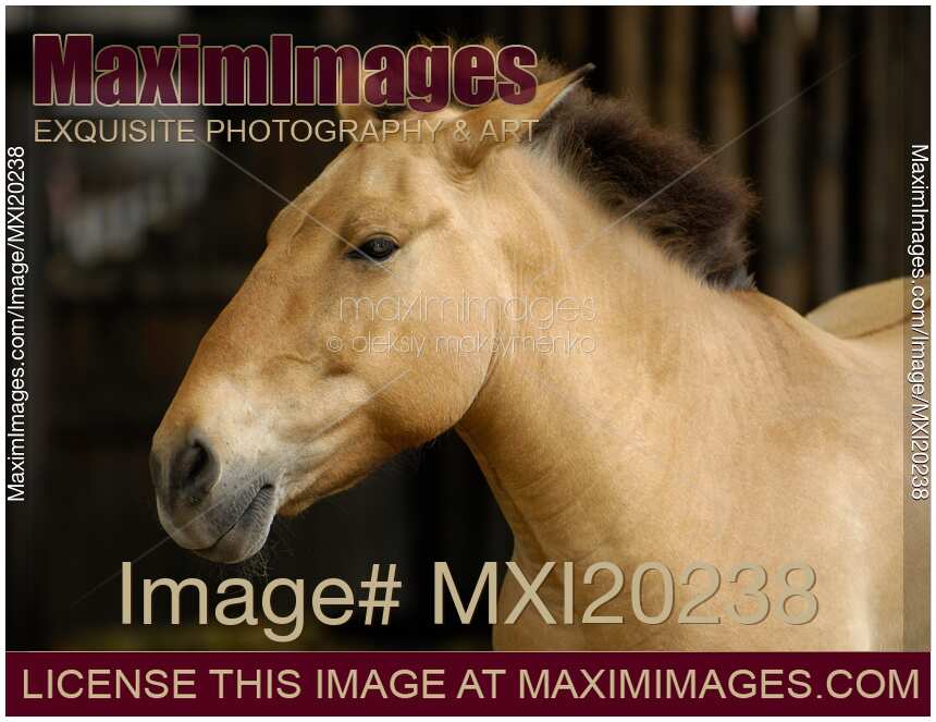 Przewalski horse