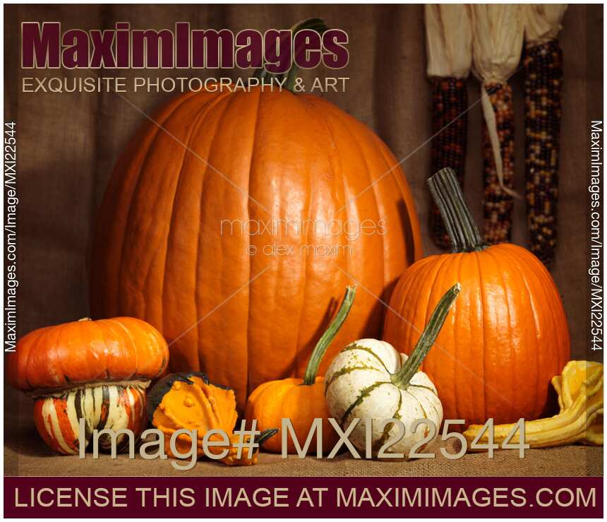 Pumpkins and Gourds Still Life