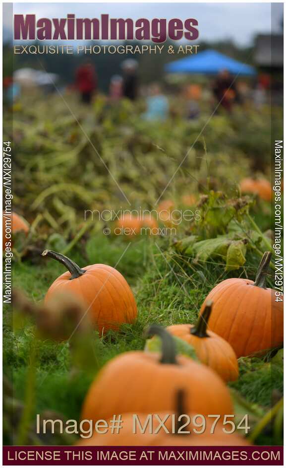 Pumpkins at a farm in fall BC Canada