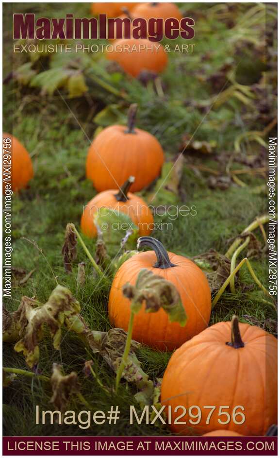 Pumpkins at a farm pumpkin patch