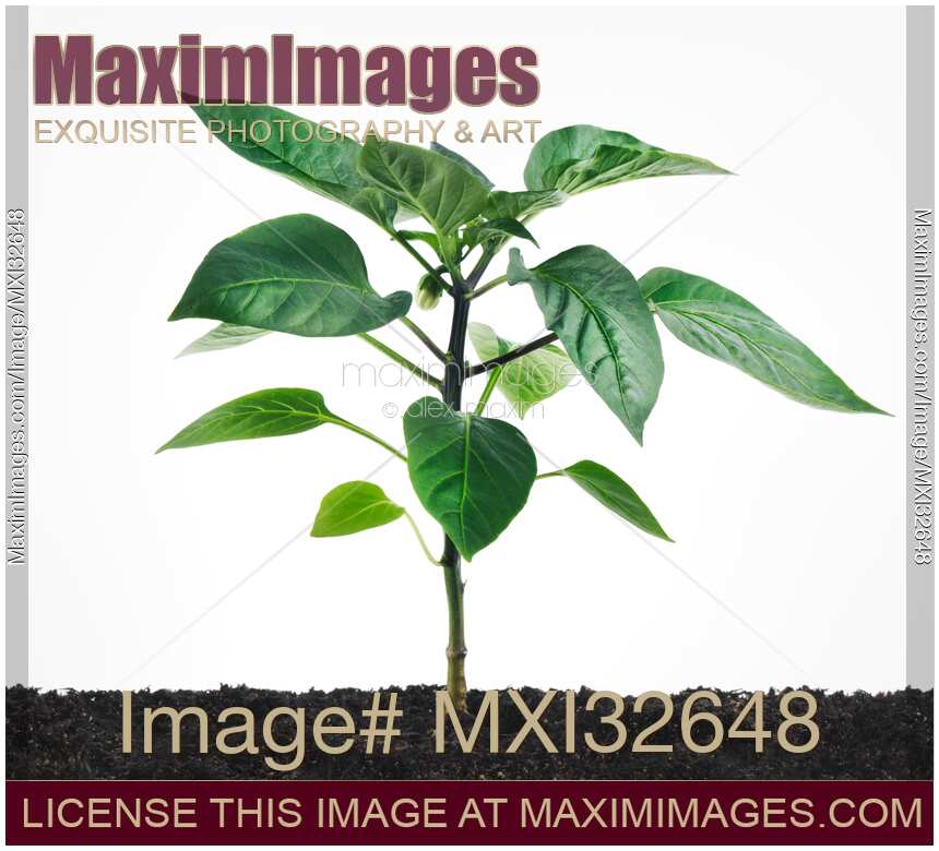 Purple Beauty Sweet Pepper little plant growing in soil