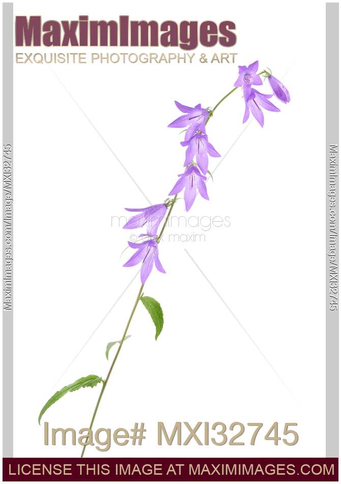 Purple bellflowers on a stem Artistic plant closeup isolated on white