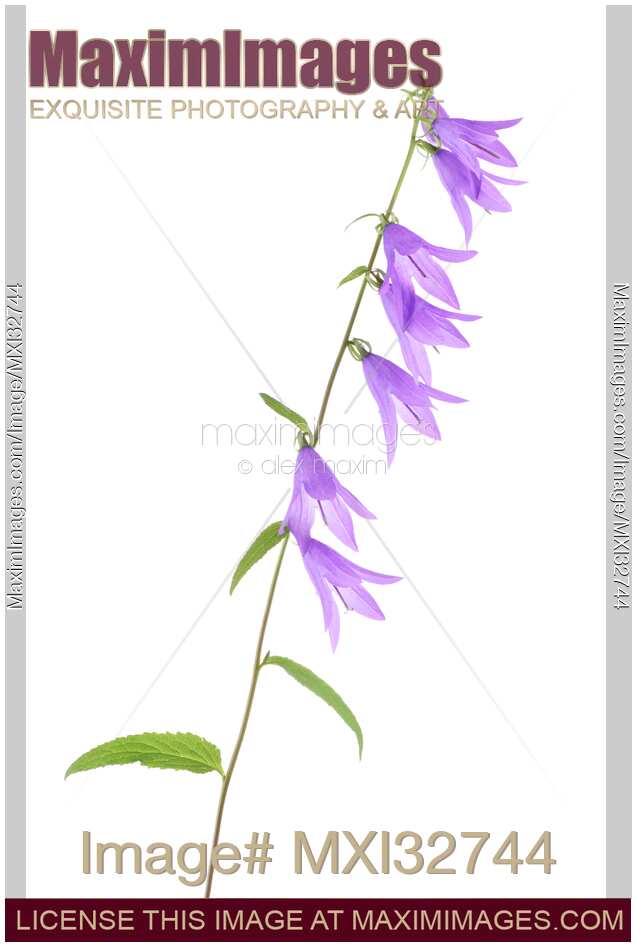 Purple bellflowers on a stem isolated on white background