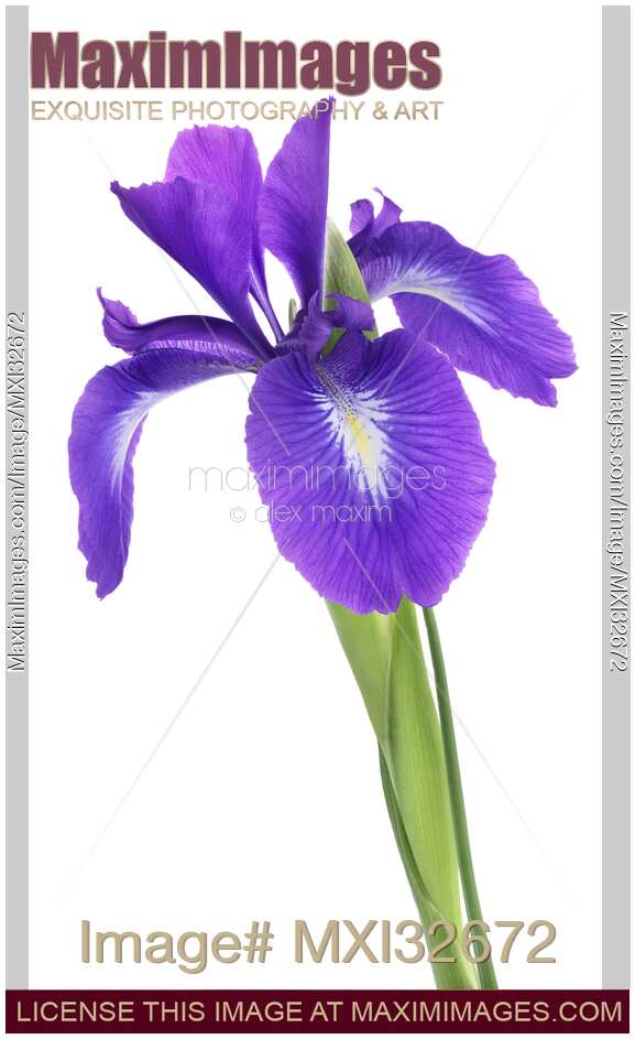 Purple Iris versicolor flower with open petals on white background