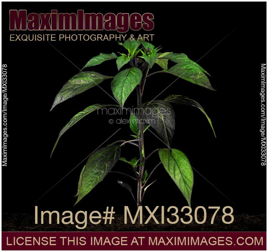 Purple Japanese sweet pepper plant Murasaki growing in soil isolated on black