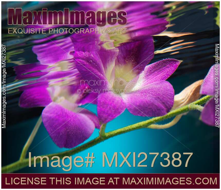 Purple Phalaenopsis Flowers