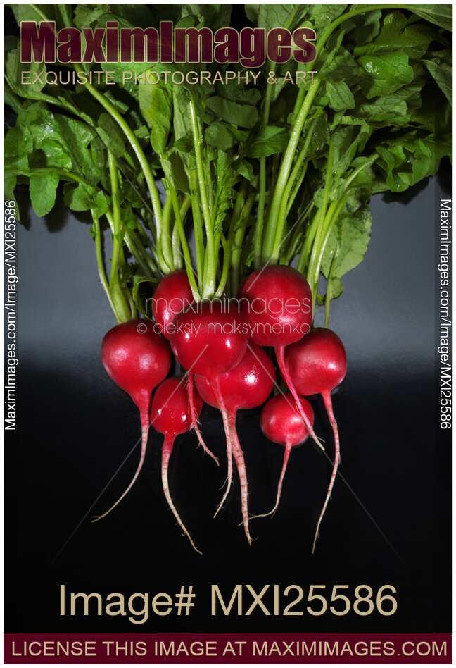 Radishes food still life