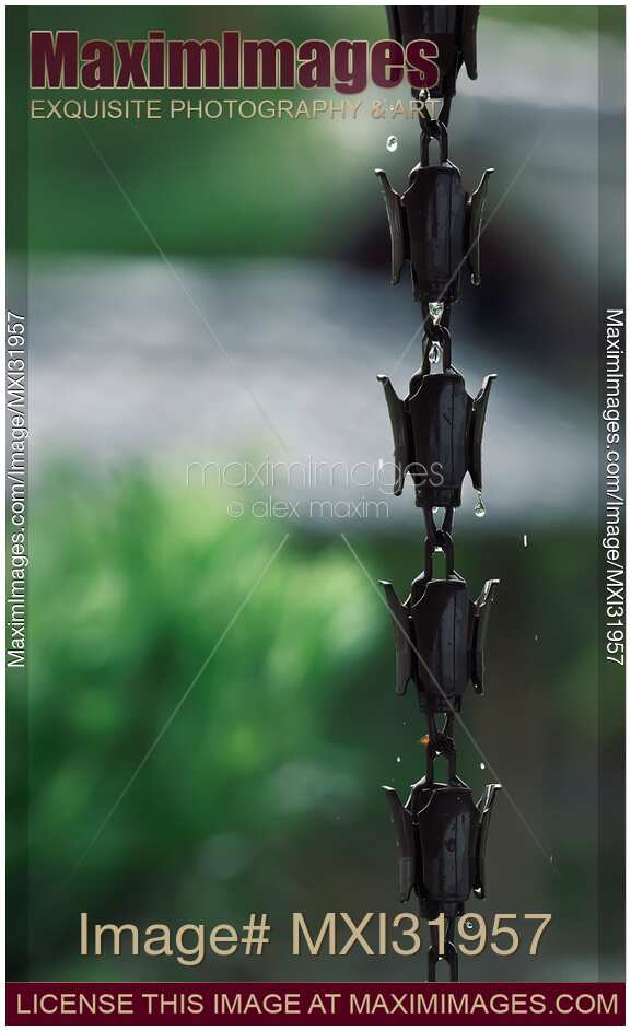 Rain chain Kusari-toi kusari-doi with rain water running down at Japanese Zen temple