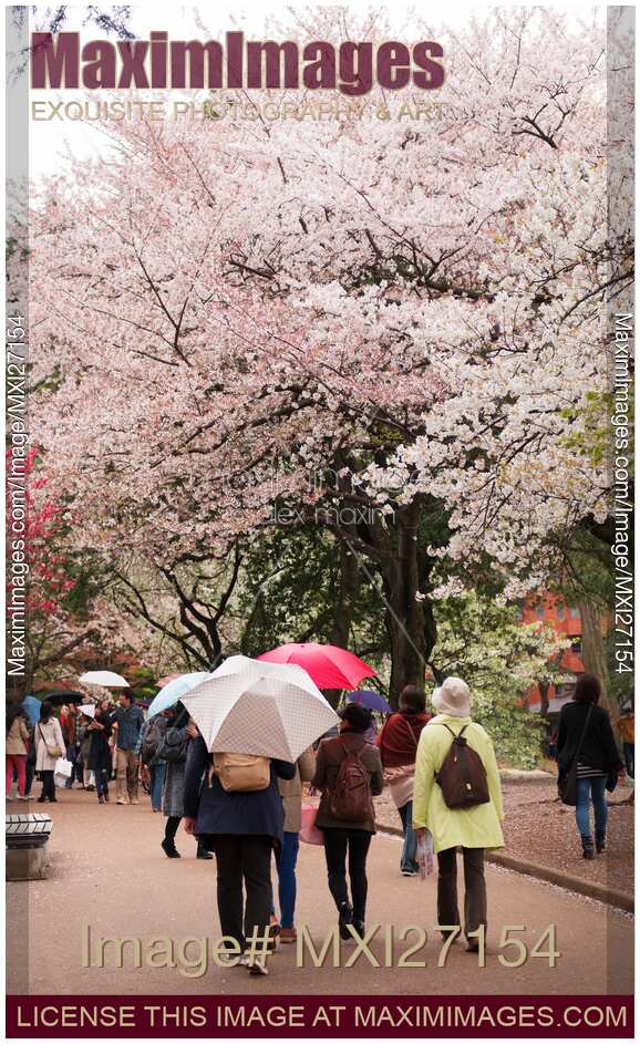 Rainy day at Tokyo Gyoen National Garden during cherry blossom