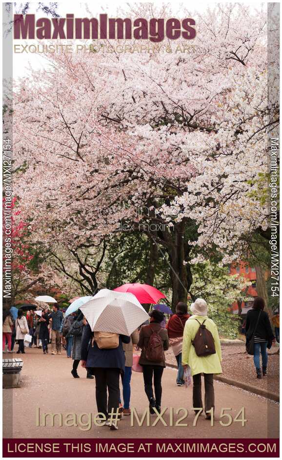 Photo Of Rainy Day At Tokyo Gyoen National Garden During, 49% OFF