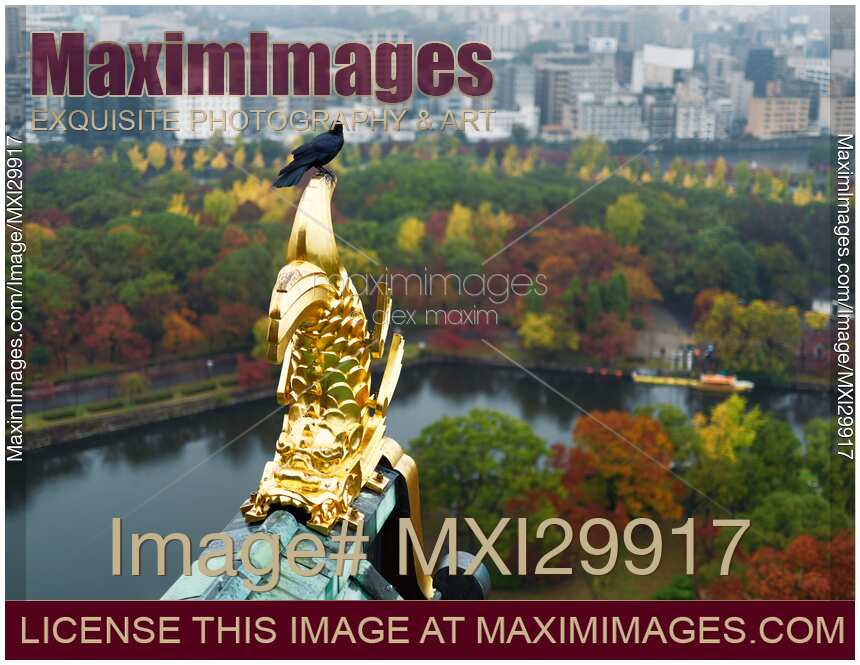 Raven on roof top golden decor of Osaka Castle in autumn city scenery