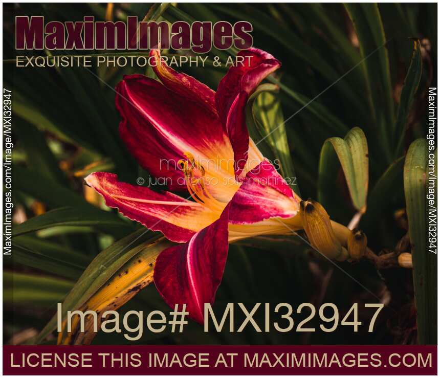 Red and yellow Asiatic lily flower closeup on dark background