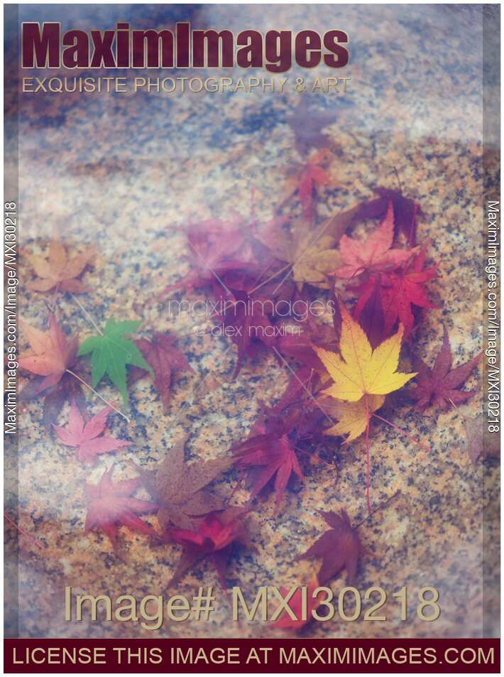 Red autumn Japanese maple leaves in water abstract tranquil background