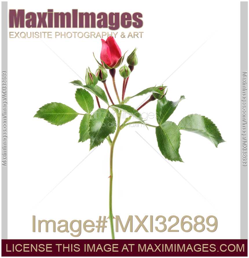 Red Damask Rose side view of a flower bud on branch with green leaves isolated on white