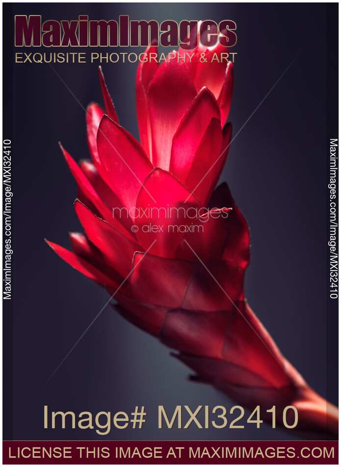Red Ginger Alpinia Purpurata exotic flower