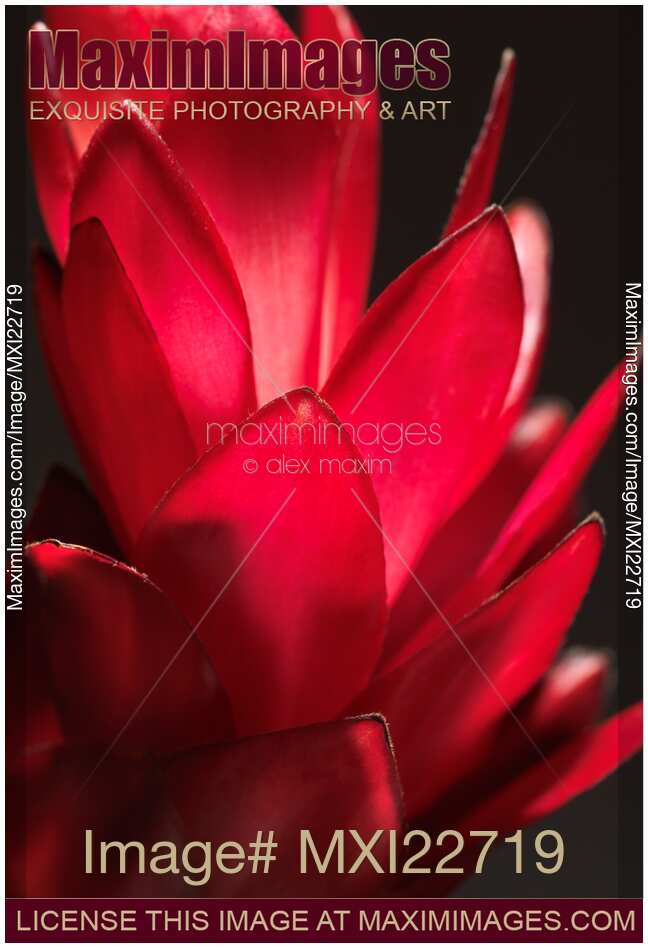 Red Ginger Alpinia Purpurata Flower