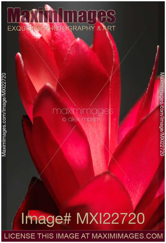 Red Ginger Alpinia Purpurata Flower
