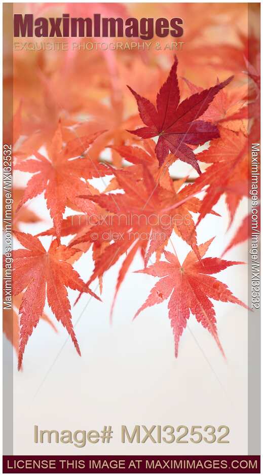 Red Japanese maple leaves in autumn Abstract background