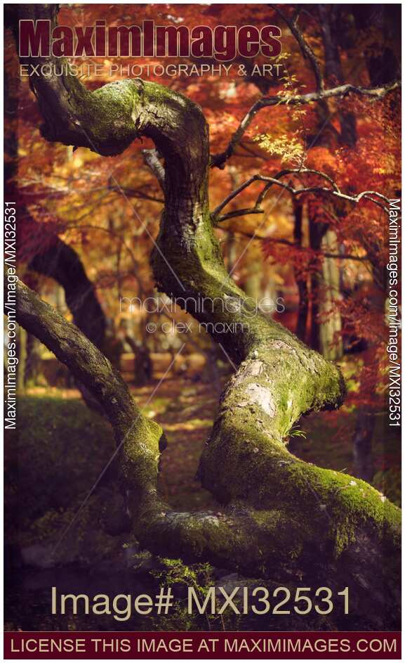 Red Japanese maple trees in colorful autumn scenery a temple garden