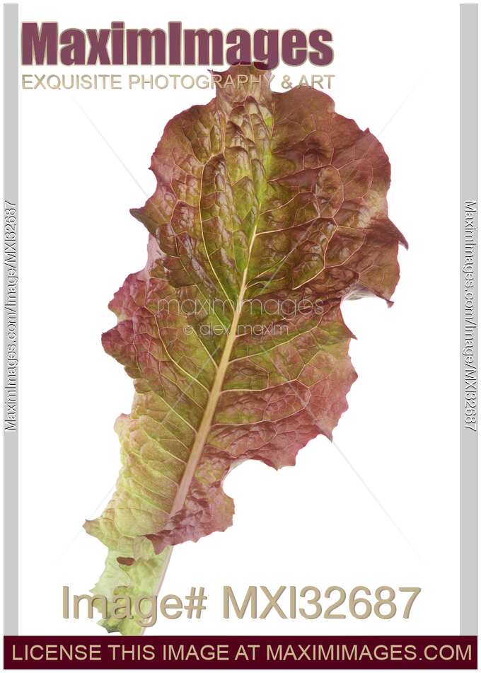 Red Lettuce leaf closeup isolated on white