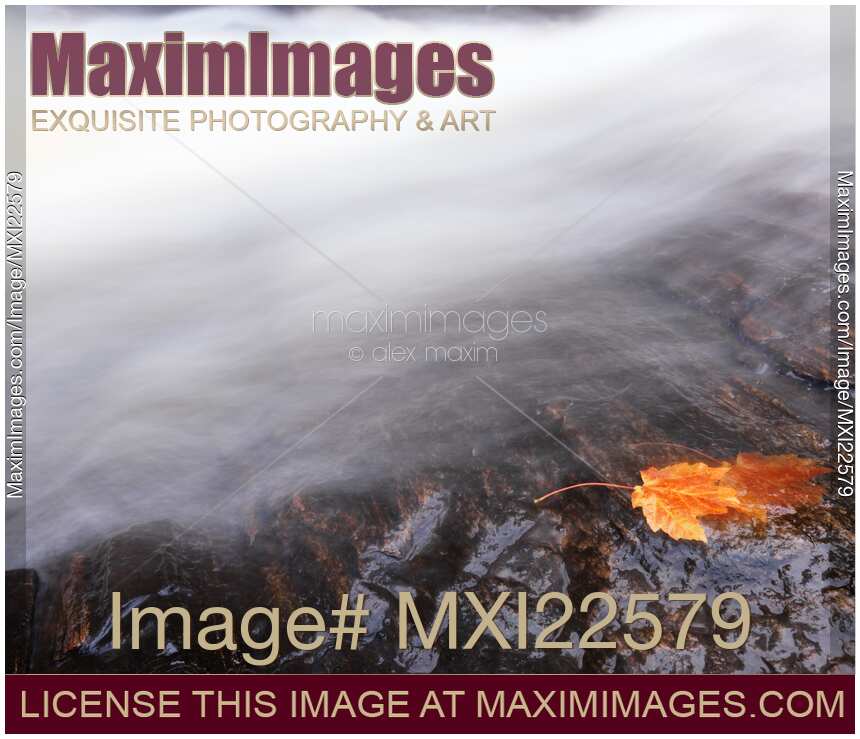 Red Maple Leaf Being Washed Away