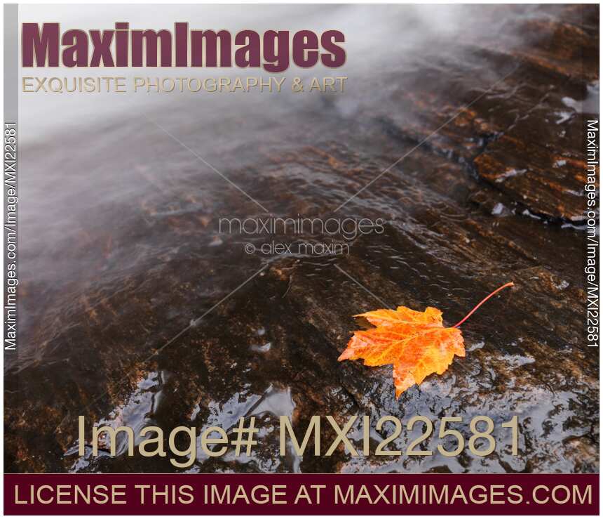 Red Maple Leaf Lying Close to Water Stream
